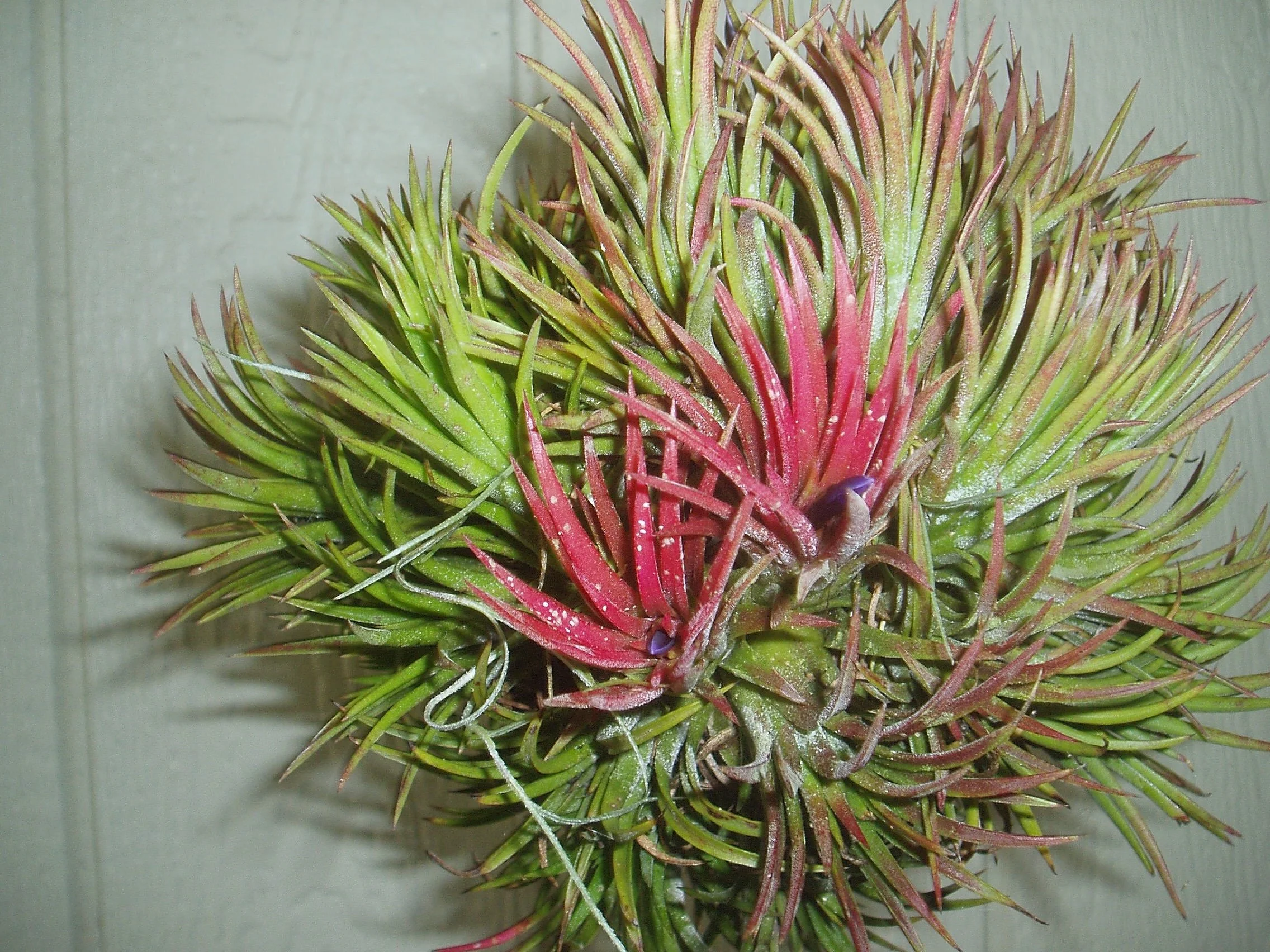 Tillandsia ionantha — Vintage Green Farms with Tom Piergrossi Tillandsia ionantha — Vintage Green Farms with Tom Piergrossi